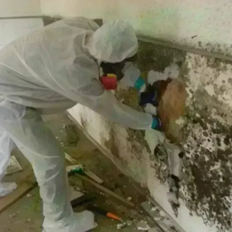 Mold Remediation and Removal in Golden Hills, CA